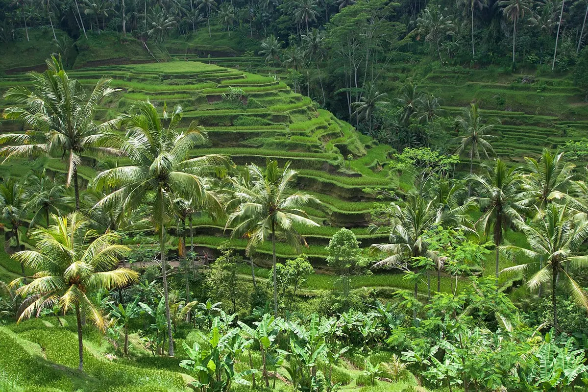 Bali rice terraces, part of a 30-day trip on an Indonesia visa on arrival for Indian passport holders